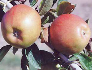 00214b_braeburnapple