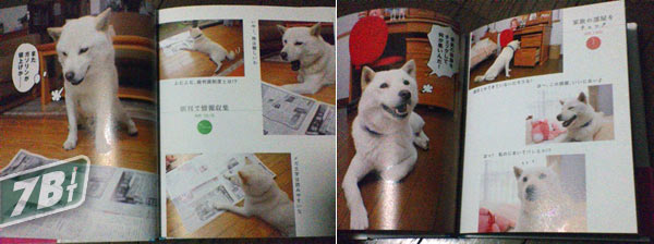 05032c_canesoftbankiphone2