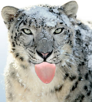 07145b_leccacucciololeopard