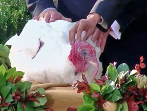 47-10115b_thanksgiving2010apple