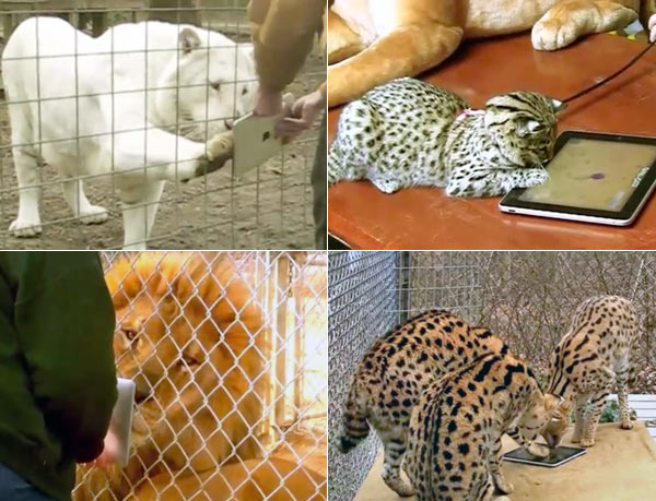 06-10537b_gameforcats