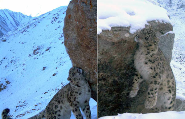 28-11409c_snowleopardafghanistan