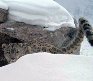 28-11409b_snowleopardafghanistan